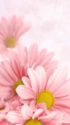 Flores para Regalar, Floristería Online, Ramos de Flores, Arreglos Florales, Floristerías en Derio, Envios Urgentes Florales