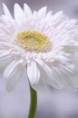 Ramo Flores París, Floristería en Derio, Flores Blancas para Regalar, Floristería Online, Arreglos Florales, Envío de Flores a Domicilio
